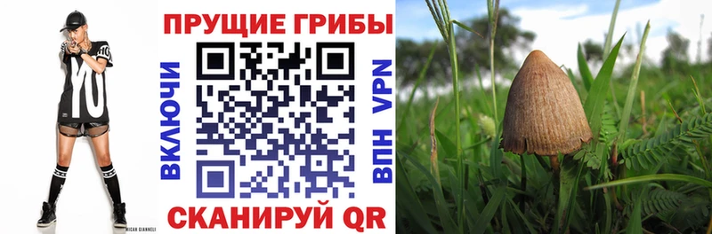 Купить Александровск Галлюциногенные грибы GOLDEN TEACHER